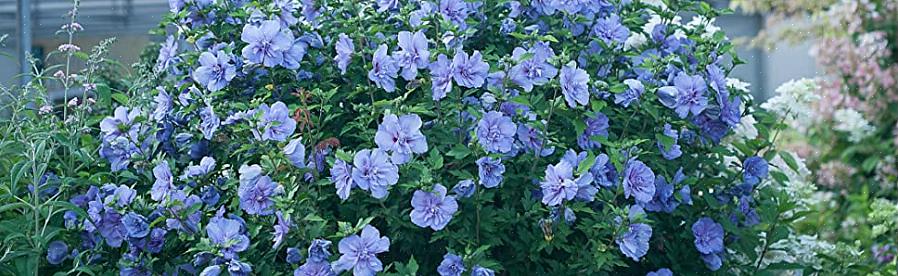 Blå hibiskusblomster pryder Hibiscus syriacus Blue Chiffon fra midten av sommeren til høsten