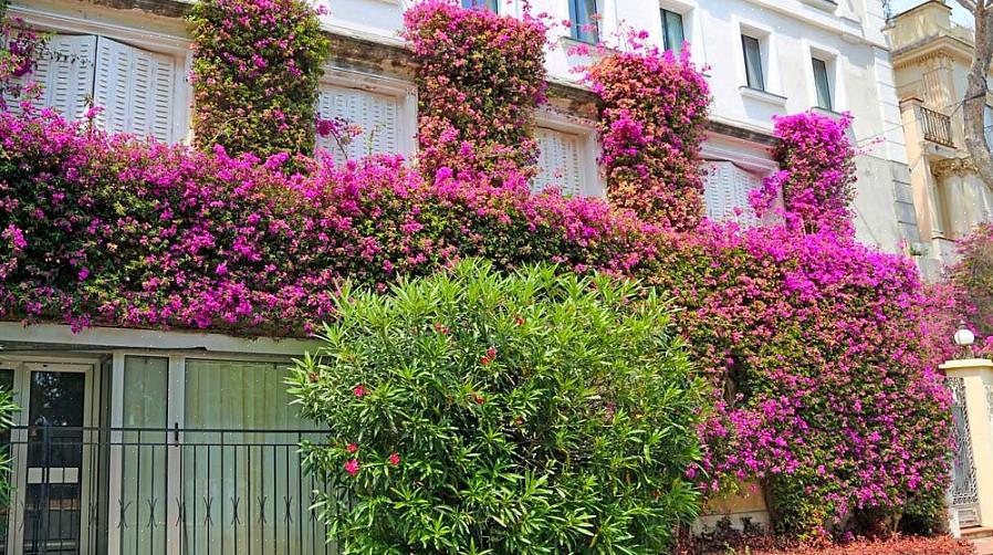 "Bougainvillea" fungerer også som et botanisk navn (slektsnavn) i plantetaksonomi