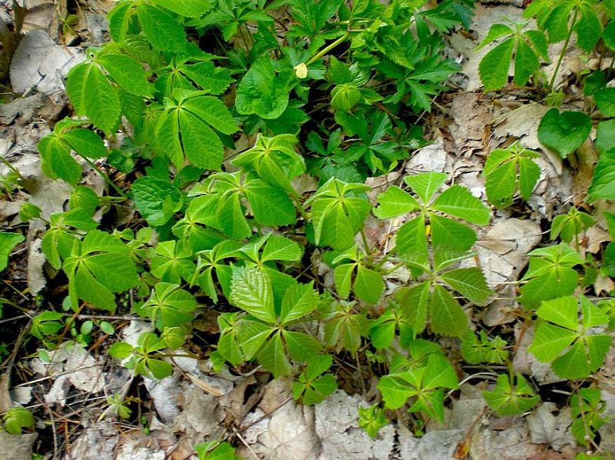 Bunchberry bakdeksel er en skogplante som vokser i skyggen av skogen