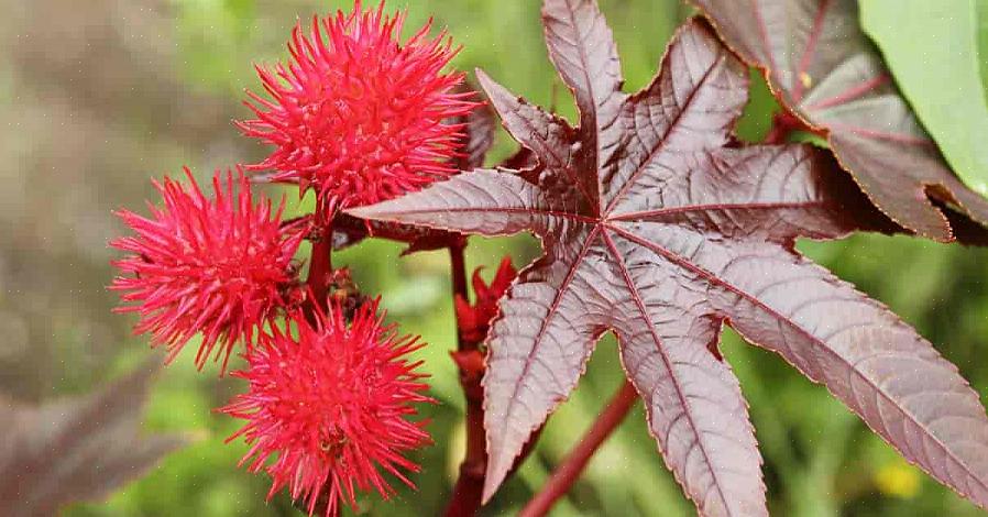 Castor Bean Planter dyrkes om sommeren i et nordlig landskap