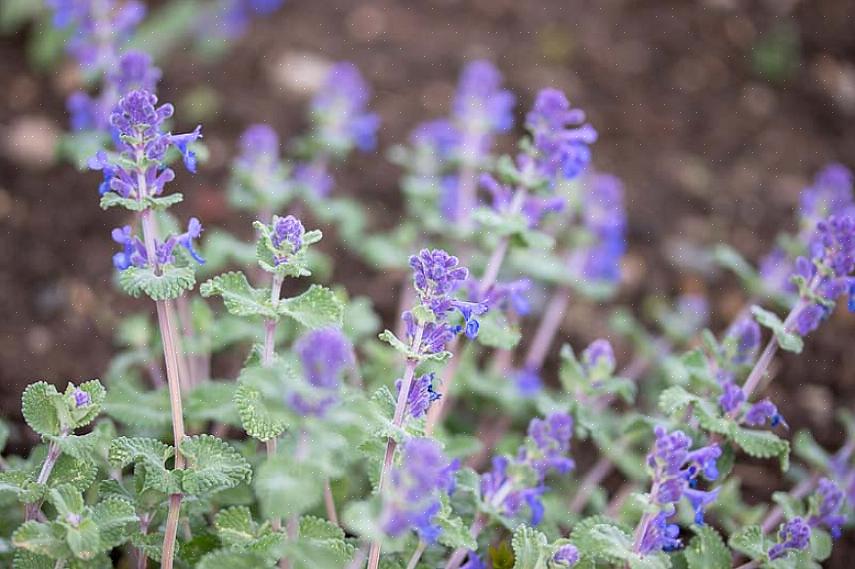 Planteaksonomi klassifiserer denne dvergkattemynteplanten som Nepeta racemosa Little Titch