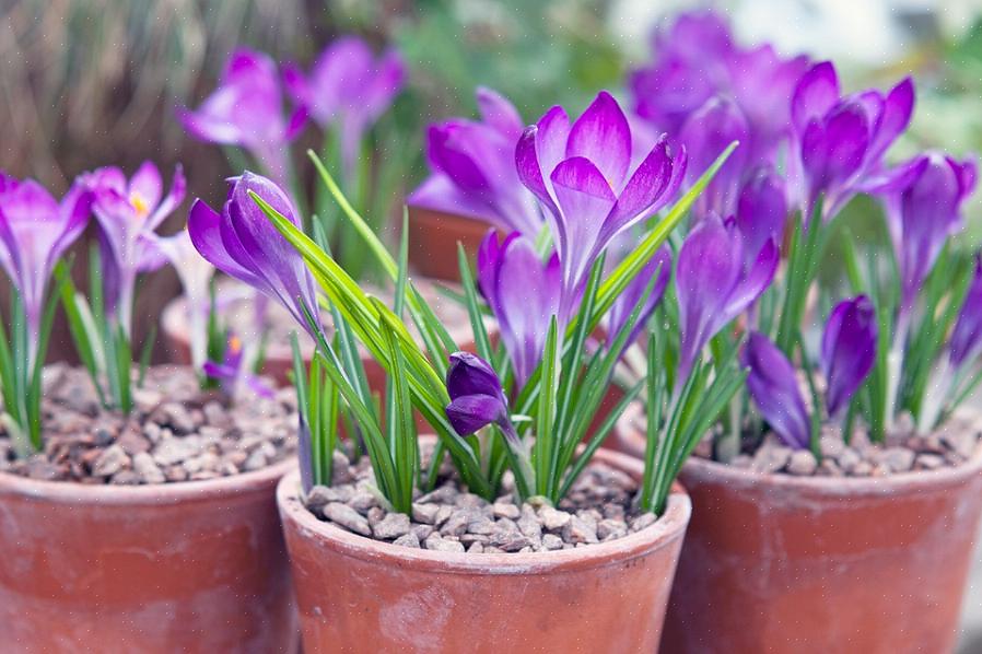 Kaniner gir også en utfordring i å dyrke krokus