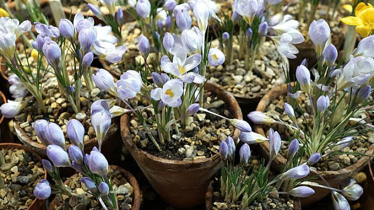 Produserer flere blomster per snor