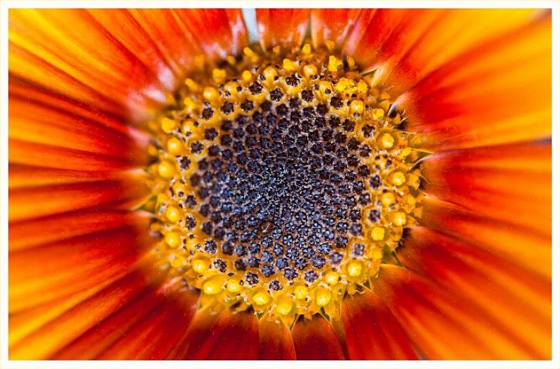 Lommebokplante (Calceolaria crenatiflora) er så oppkalt etter den poseformede blomster