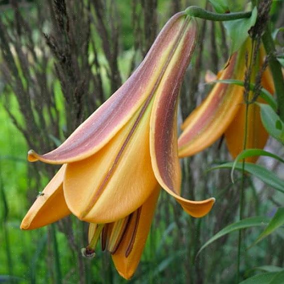 Og noen blomster viser flere farger i hver blomst