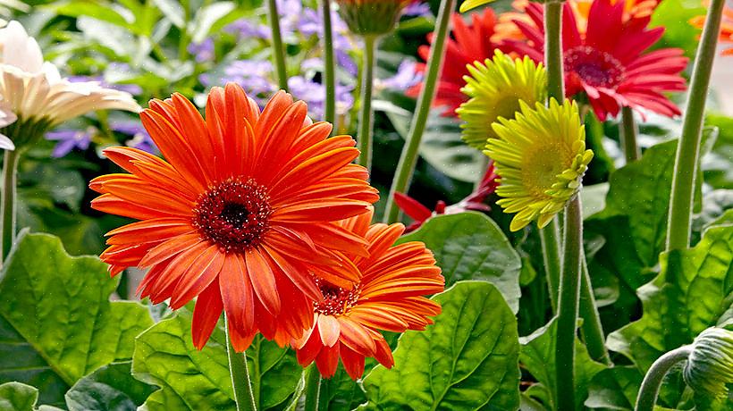 Planteaksonomi klassifiserer gerbera tusenfrydblomster som Gerbera jamesonii