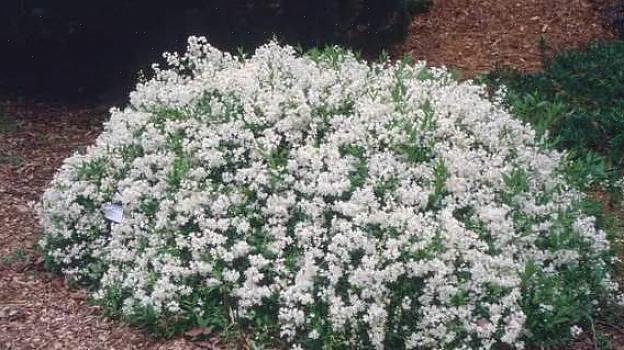 Det fulle botaniske navnet brukt i plantetaksonomi for Dwarf Deutzia er Deutzia gracilis 'Nikko.'