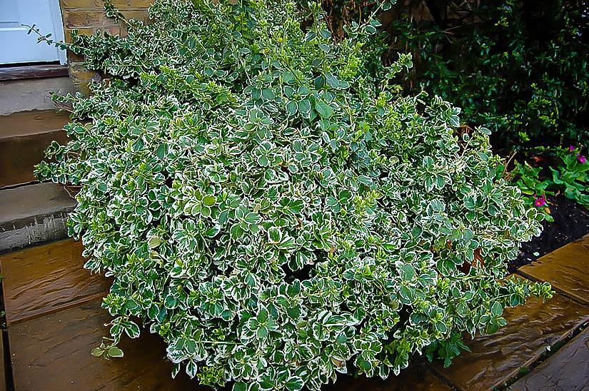 Emerald Gaiety er en cultivar av Euonymus fortunei-planten