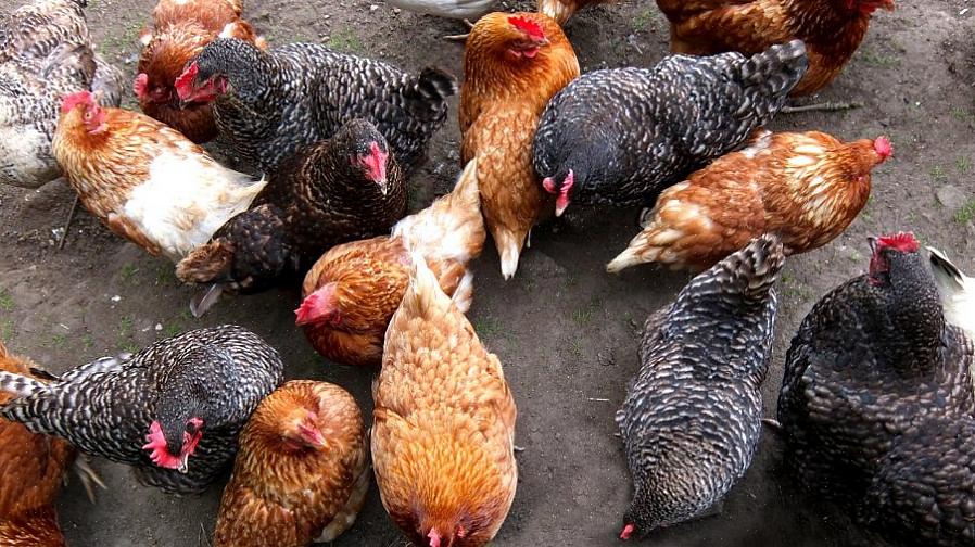 Vil trolig velge høns av store raser for å være mer effektive i å produsere dem