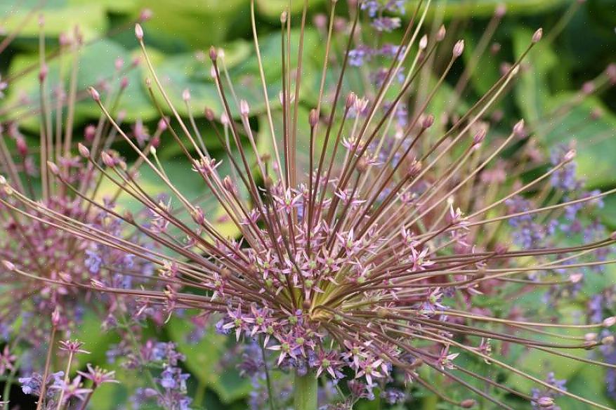 Som nevnt ovenfor vil Allium schubertii bli verdsatt av de som liker å jobbe med eller vise tørket