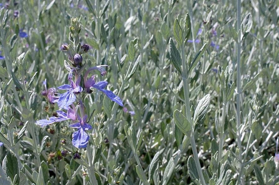 Teucrium x lucidrys) er en av de gammeldagse plantene som ikke får mye press i dag