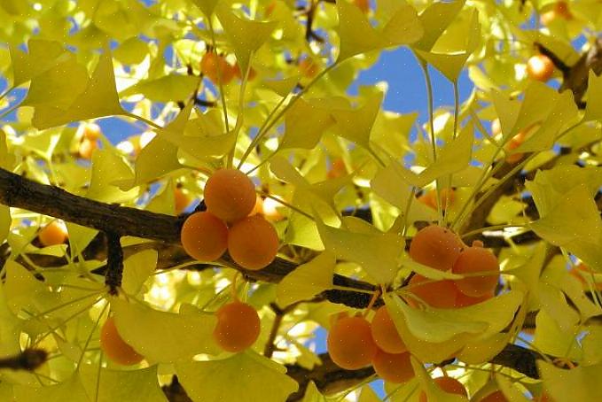 Varianter av mannlige ginkgo biloba trær