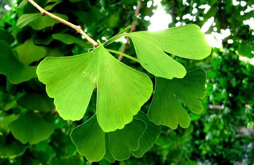 Vil ginkgo biloba trær grovt sett vokse godt i plantesone 4 til 9