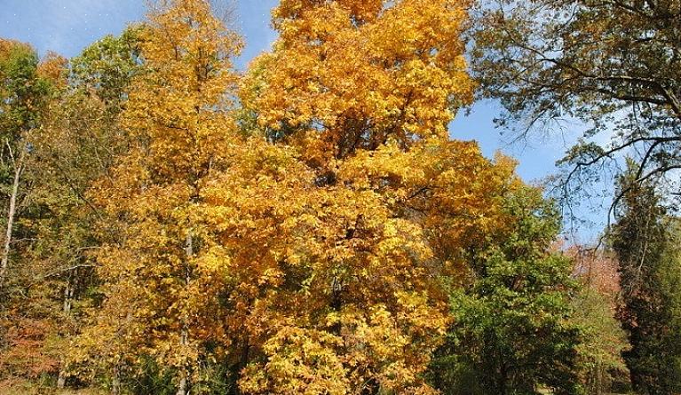 Treet av shagbark hickory nøttetrær er veldig hardt