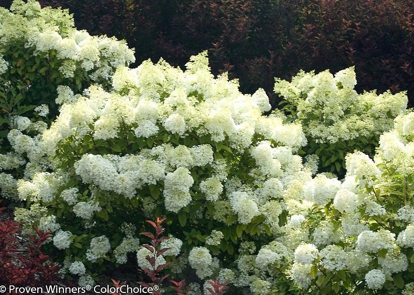 Bobo hortensia er kjent for sine store klynger av hvite blomster