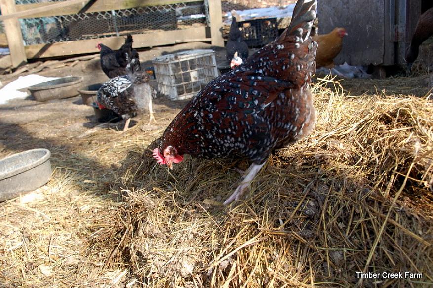 Den dype søppelmetoden er en bærekraftig metode for å håndtere kyllingesøppel i hønsegården