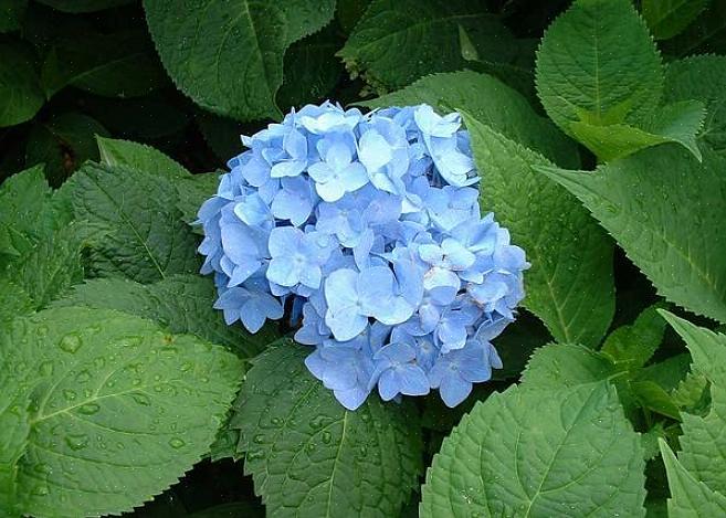 Macrophylla 'Nikko Blue' blir på det meste 4-6 meter høy