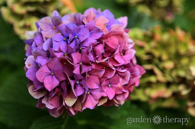 Rhapsody Blue hortensia tilhører gruppen klassifisert som gjenoppblomstrende hortensiaer