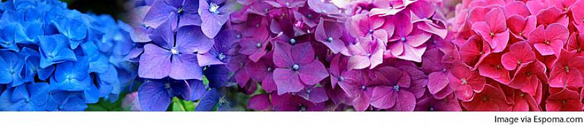 Er blomsterfargen variabel for Rhapsody Blue hortensia