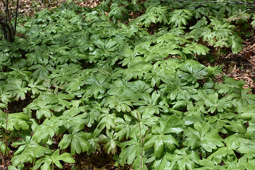 Studenten av Mayapple-planter vil oppdage noe variasjon i bladene fra plante til plante