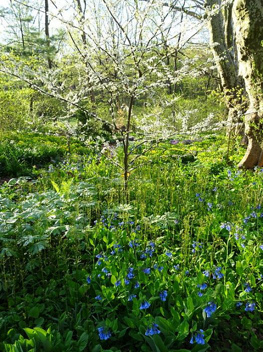 Mayapple-planter er hjemmehørende i Øst-Nord-Europa