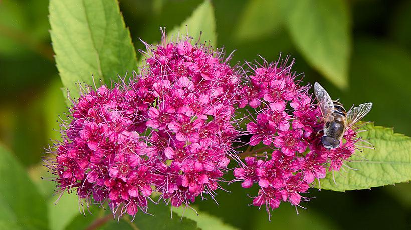 Plante-taksonomi klassifiserer denne busken oftest som Spiraea japonica Neon Flash