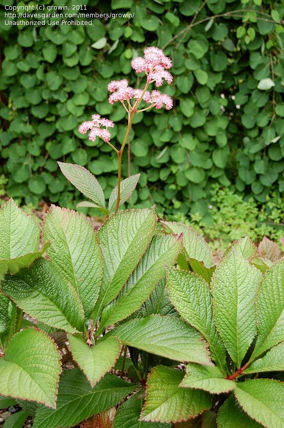 Vil du nyte Rodgers blomster som sommerfuglmagneter