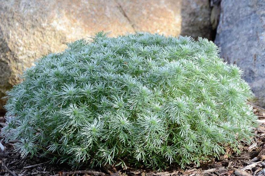 Silvermound Artemisia kalles vitenskapelig Artemisia schmidtiana i plantetaksonomi