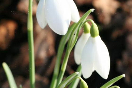 Er snøklokker (Galanthus nivalis) en av de første av alle vårblomstene som blomstrer