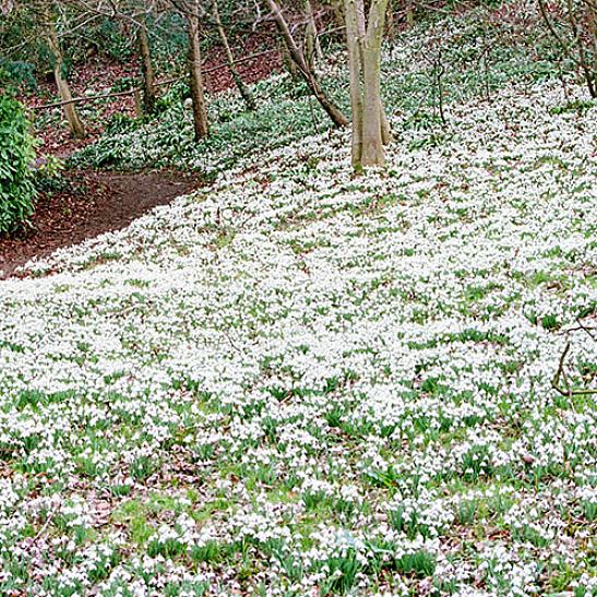 Planteaksonomi klassifiserer vanlige snøklokker som Galanthus nivalis