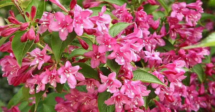 Planteaksonomi klassifiserer weigela busker som Weigela florida