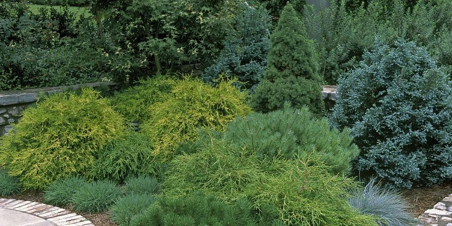 Men i stedet for å bære en klassisk nålelignende hemlock er Gold Mops nål sylformet