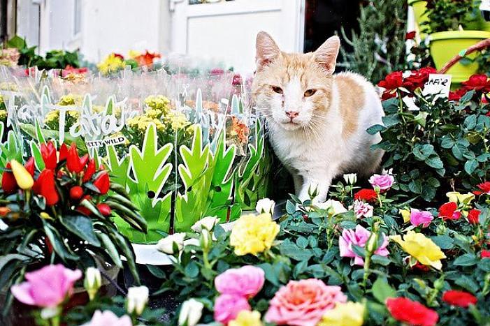 Men heller en lokke for å gi katter et nytt sted å grave