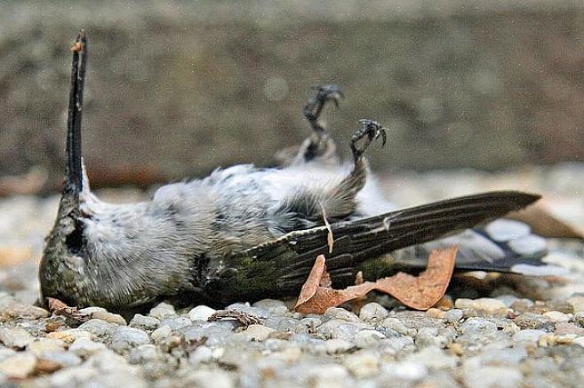 Bruk riktig kolibri-nektaroppskrift for å gi riktig ernæring for kolibrier i bakgården