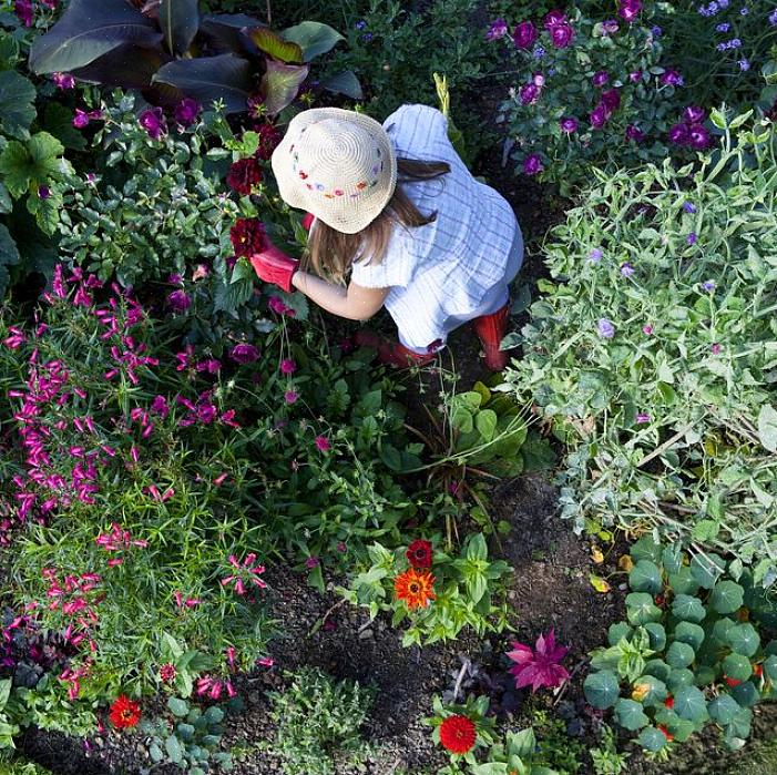 Blomsten kan brukes på flere måter