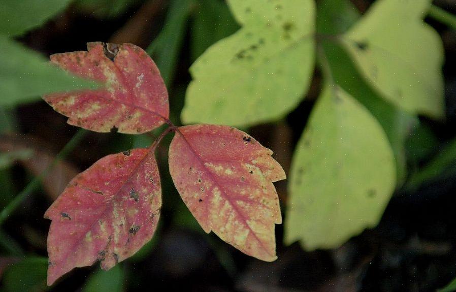 Hvordan identifisere Poison Ivy når som helst på året Når skal jeg fjerne Poison Ivy