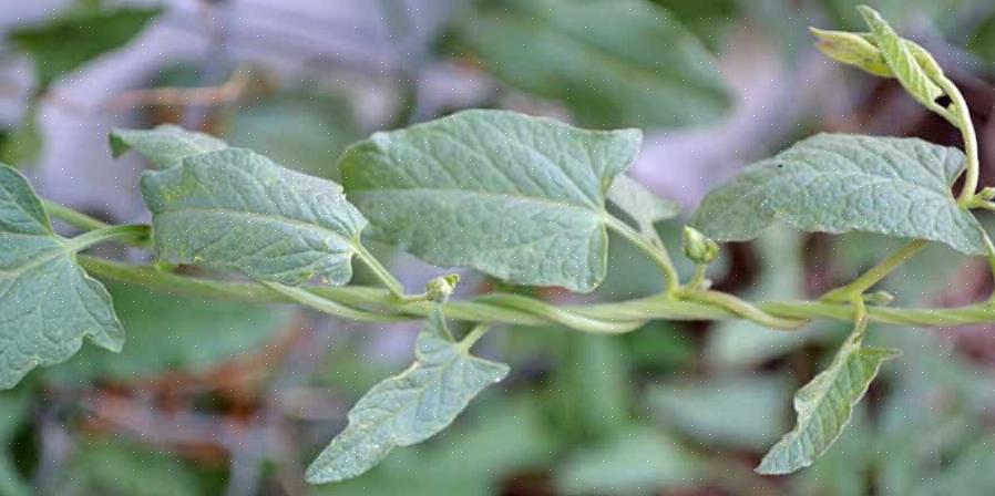 Bindweed trives i åpen