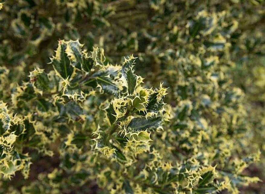 Holly busker (og trær) er virkelig ikoniske planter