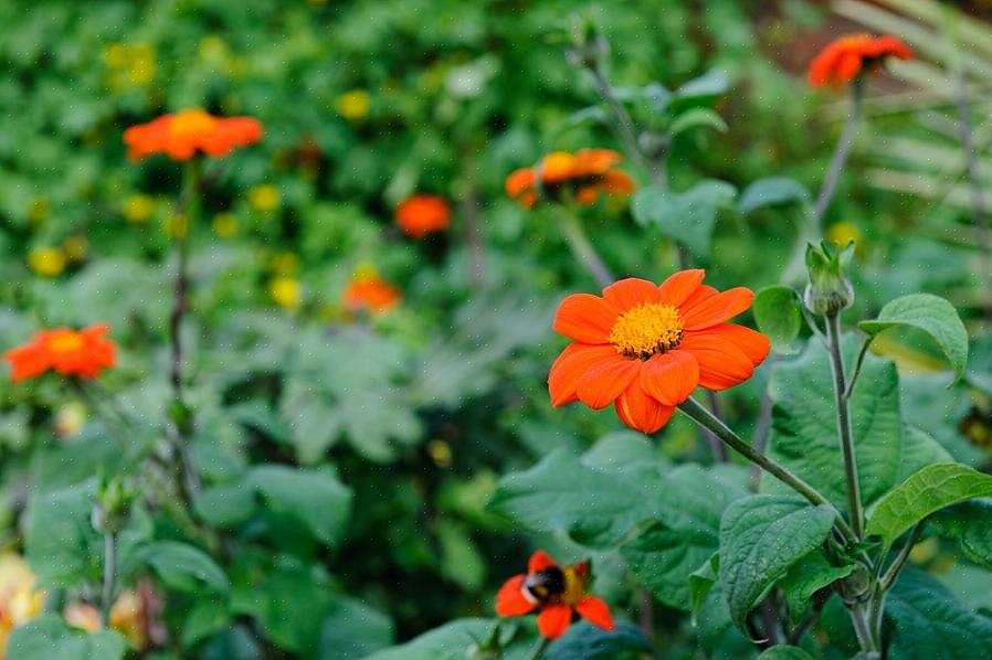 La oss nå se på de beste buskene med røde blomster eller oransje blomster som passer til varme klimaer