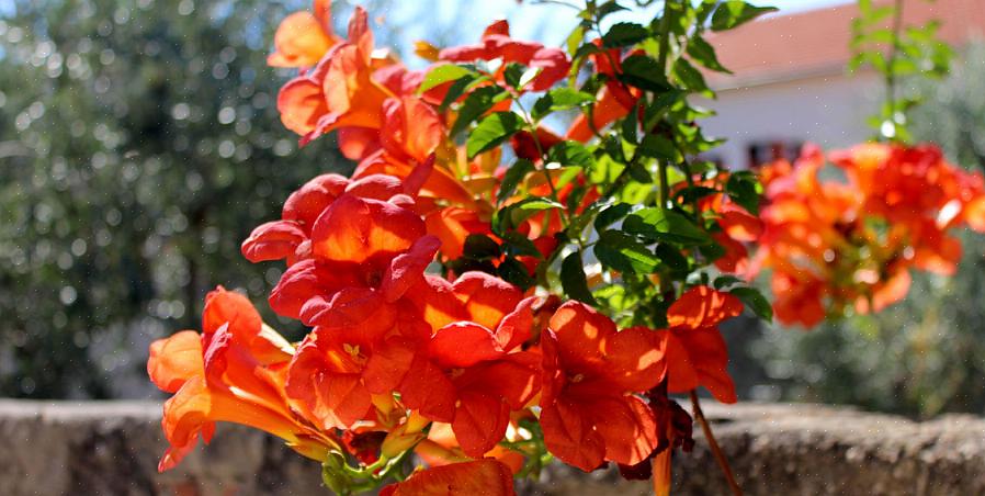 Er denne planten vel verdt å dyrke for sine dyprøde blomster