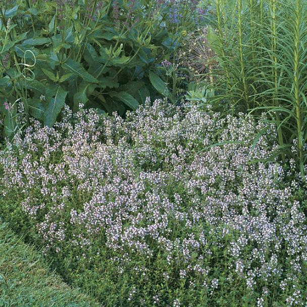 Noe som gjør søte woodruff-urter naturlige for potpourris