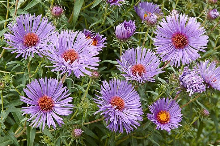 New England-asters (Symphyotrichum novae-angliae) kan være den mest kjente typen aster