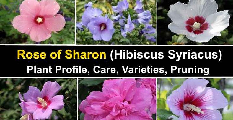 Rose of Sharon er et av alternativene dine for en busk med hvite blomster