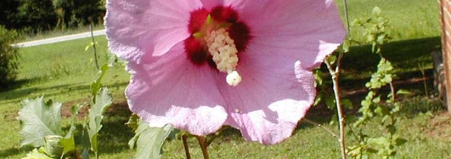 Med rose av Sharon er frøene inneholdt i små frøbøtter som dukker opp rett under blomstene