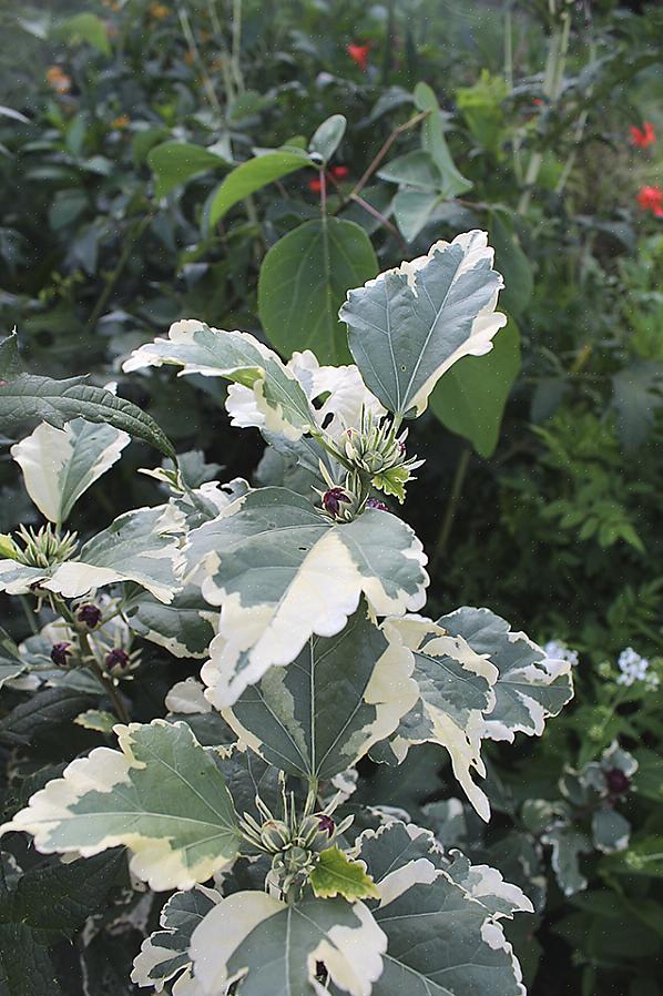 Det er også mulig at du kanskje vil dyrke en rose av Sharon-planter til modne eksemplarer