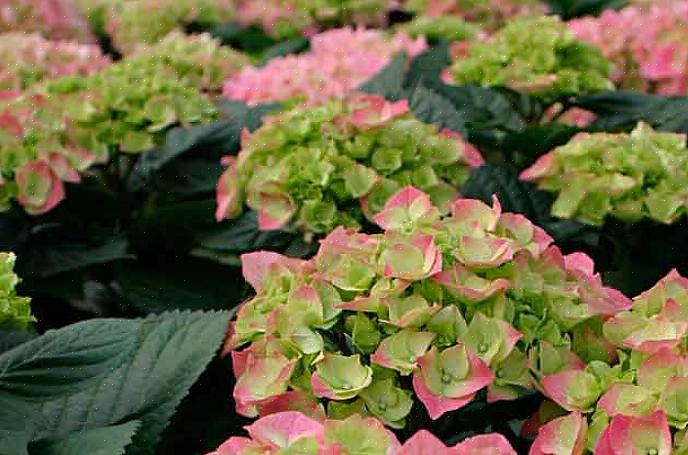 Mange typer azaleabusker har rosa blomster