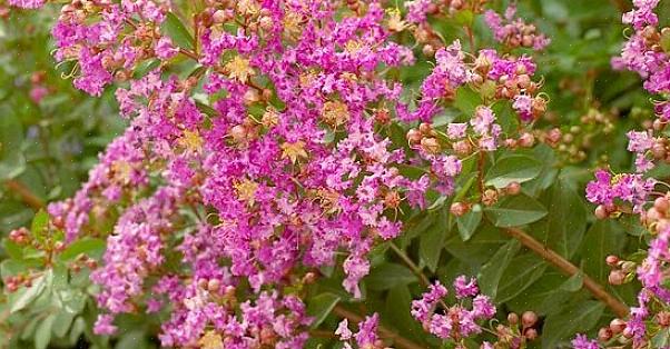 Det er en lignende Pink Walloper for de som søker busker med rosa blomster