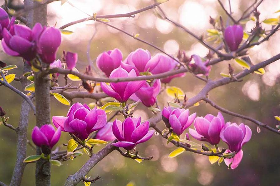 Faller en stor furu gren på Jane magnolia treet ditt (Magnolia Jane)