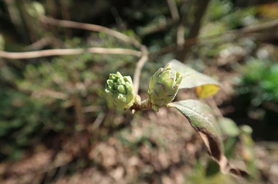 Magnolia-knopper kan råtne i lengre perioder med slikt vær