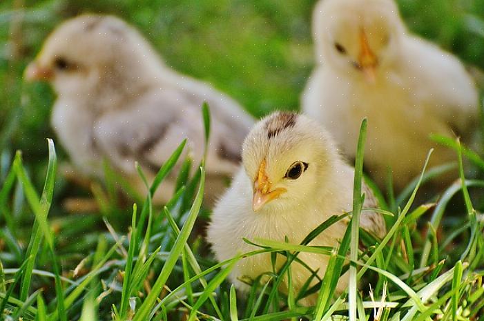 I virksomhet siden 1937 er Ideal Poultry et familieeid klekkeri i Cameron